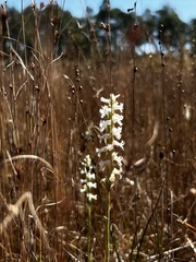 Spiranthes cernua