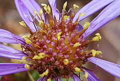 Galatella sedifolia rigida