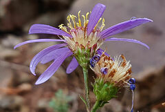 Galatella sedifolia rigida