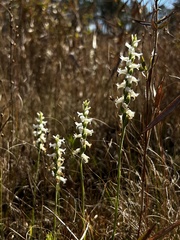Spiranthes cernua