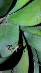 Uroplectes