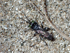 Tachysphex nigerrimus