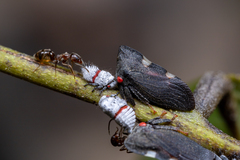 Enchenopa quadricolor