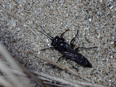 Tachysphex nigerrimus