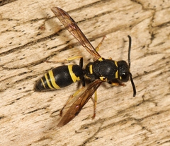 Allodynerus delphinalis