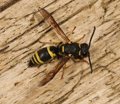 Allodynerus delphinalis