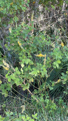 Crotalaria pallida