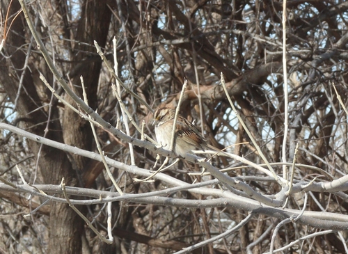 White-throated Sparrow photographed in Oklahoma