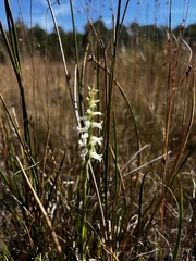 Spiranthes cernua