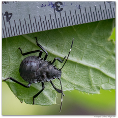 Halyomorpha picus