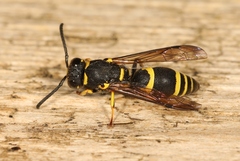 Allodynerus delphinalis