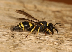 Allodynerus delphinalis
