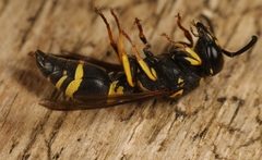 Allodynerus delphinalis