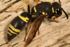 Allodynerus delphinalis