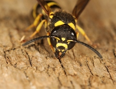Allodynerus delphinalis