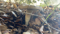 Entoloma ferruginans