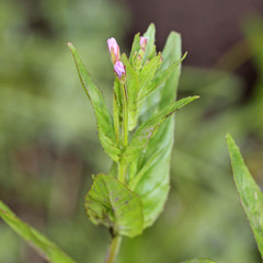 Epilobium glandulosum