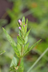 Epilobium glandulosum