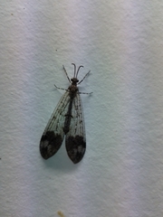 Glenoleon pulchellus