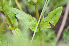 Epilobium glandulosum
