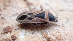 Xanthochilus