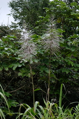 Miscanthus floridulus