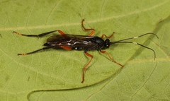 Hoplismenus terrificus