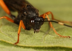 Hoplismenus terrificus