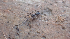 Liophrurillus flavitarsis