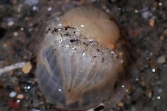 Harenactis attenuata