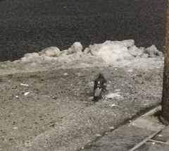 Columba livia domestica