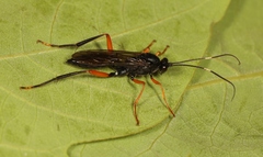 Hoplismenus terrificus