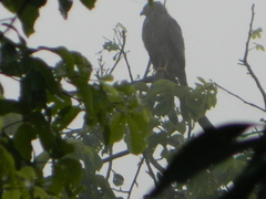 Rupornis magnirostris