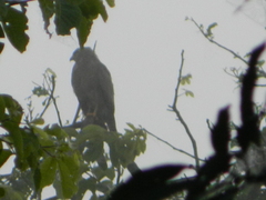 Rupornis magnirostris