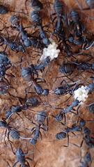 Camponotus cruentatus