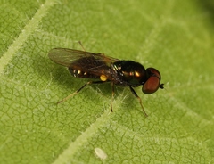 Microchrysa polita