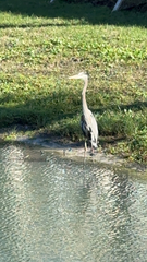 Ardea herodias