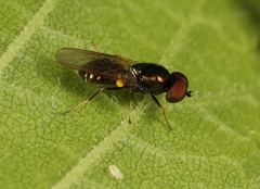 Microchrysa polita