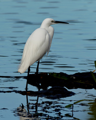 Egretta garzetta
