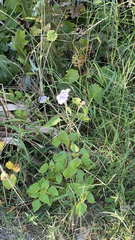 Ageratum houstonianum