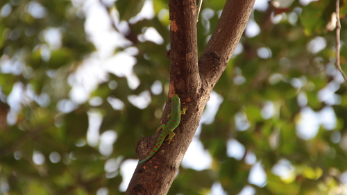 Orange-spotted Day Gecko