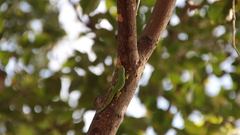 Phelsuma guimbeaui