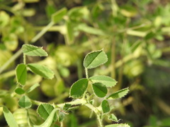 Medicago scutellata