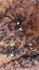 Camponotus cruentatus