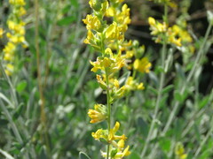Anthyllis cytisoides