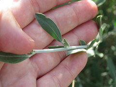 Anthyllis cytisoides