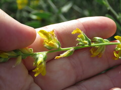 Anthyllis cytisoides