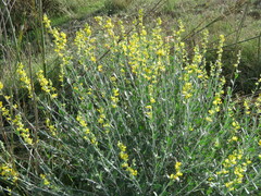 Anthyllis cytisoides