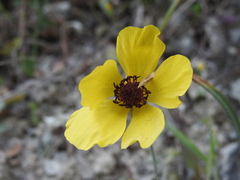 Ranunculus asiaticus