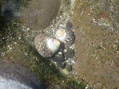 Trochoidea